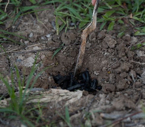 Biochar generated by the Adventure Boil Grill after your BBQ grill can help enrich the soil, hence nurturing plants.